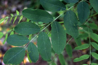 Bir şehir parkında bitki örtüsü