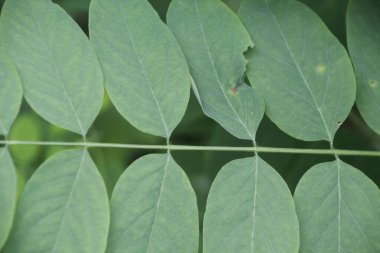 Bir şehir parkında bitki örtüsü