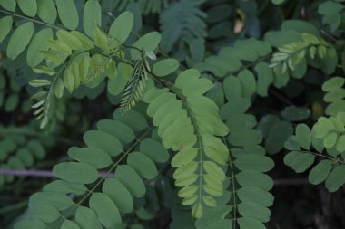 Bir şehir parkında bitki örtüsü