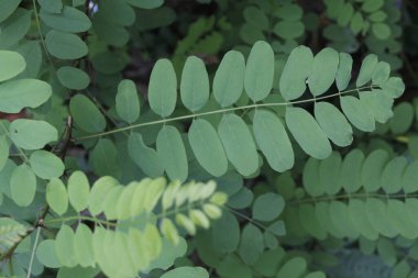 Bir şehir parkında bitki örtüsü