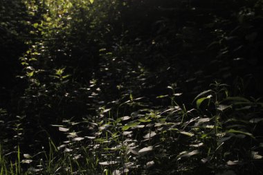 Bir şehir parkında bitki örtüsü