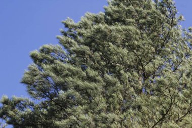 Bir şehir parkında bitki örtüsü