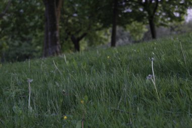 Bir şehir parkında bitki örtüsü