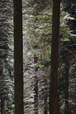 Bir şehir parkında bitki örtüsü