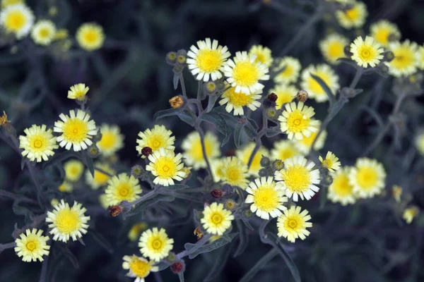 Vegetation Stadtpark — Stockfoto