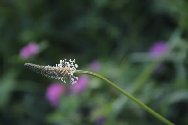 Vegetación Parque Urbano — Foto de Stock