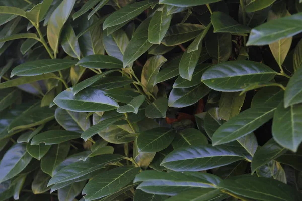 Vegetation Stadtpark — Stockfoto