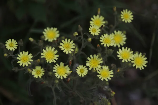 Bir Şehir Parkında Bitki Örtüsü — Stok fotoğraf