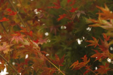 Sonbahar renklerinde bir orman manzarası