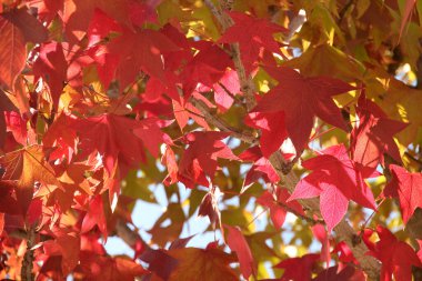 Sonbahar renklerinde bir orman manzarası