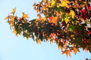 Sonbahar renklerinde bir orman manzarası