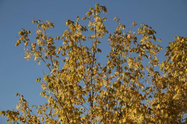 Sonbahar renklerinde bir orman manzarası