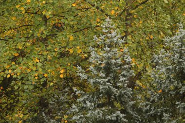 Sonbahar renklerinde bir orman manzarası