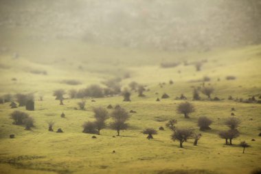 Sonbahar renklerinde bir orman manzarası