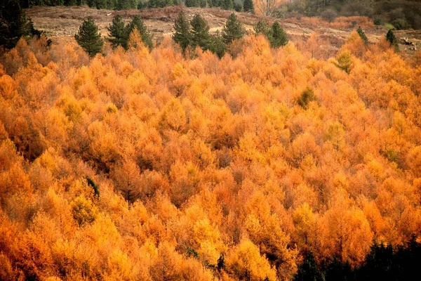 Uitzicht Een Bos Herfstkleuren — Stockfoto