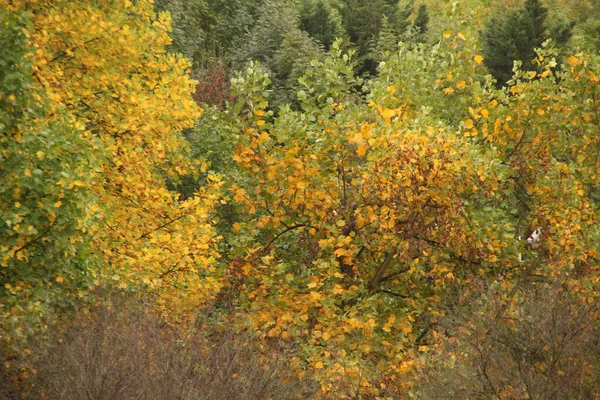 Uitzicht Een Bos Herfstkleuren — Stockfoto