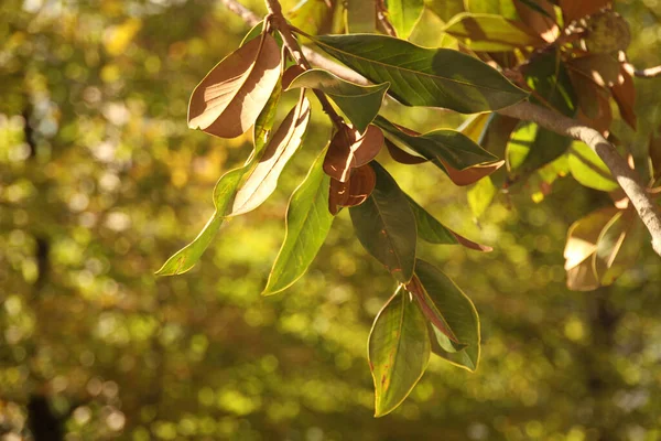 Utsikt Över Skog Höstfärger — Stockfoto