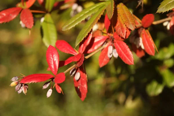 Uitzicht Een Bos Herfstkleuren — Stockfoto