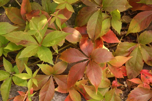 Uitzicht Een Bos Herfstkleuren — Stockfoto