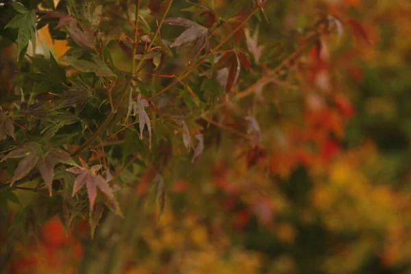 Uitzicht Een Bos Herfstkleuren — Stockfoto