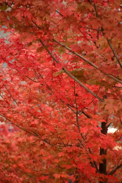 Vista Uma Floresta Cores Outono — Fotografia de Stock