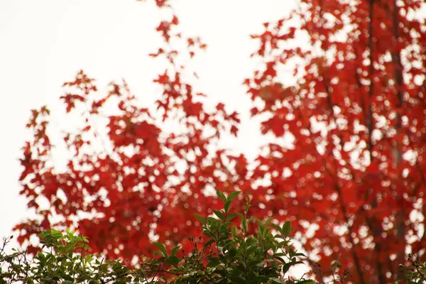 Vue Une Forêt Aux Couleurs Automnales — Photo