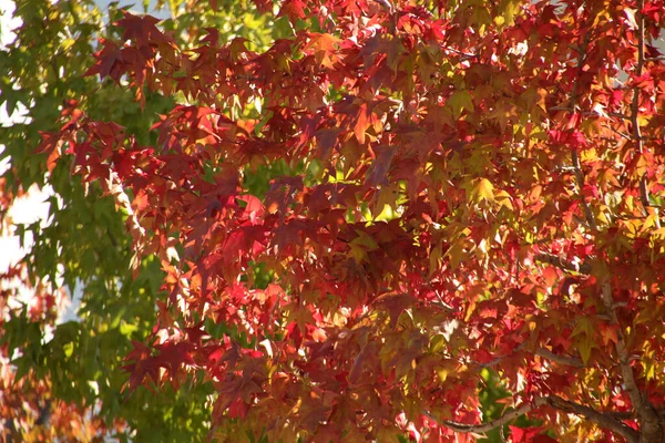 View Forest Autumn Colors — Stock Photo, Image