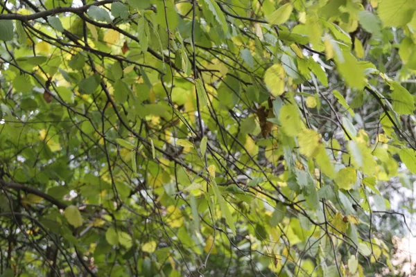 Vista Una Foresta Colori Autunnali — Foto Stock