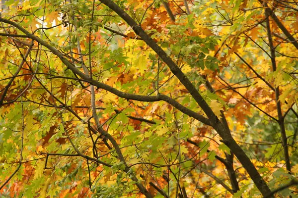 Vista Uma Floresta Cores Outono — Fotografia de Stock