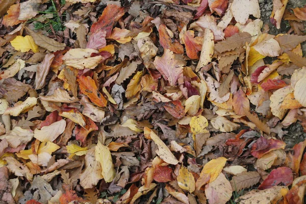 Blick Auf Einen Wald Herbstfarben — Stockfoto