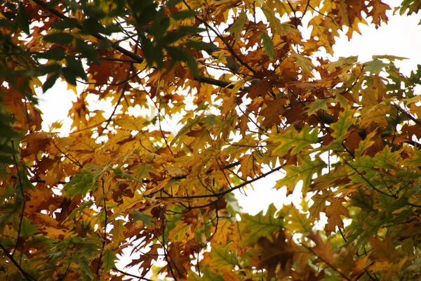 Vista Una Foresta Colori Autunnali — Foto Stock