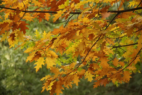 紅葉の森の景色 — ストック写真