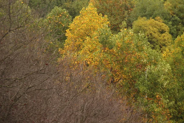 Näkymä Metsään Syksyn Väreissä — kuvapankkivalokuva