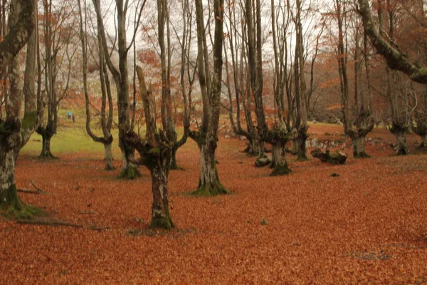 Pohled Les Podzimních Barvách — Stock fotografie