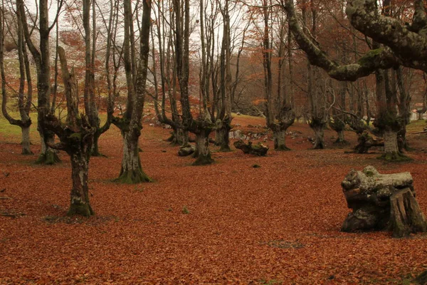 Vista Bosque Colores Otoñales — Foto de Stock