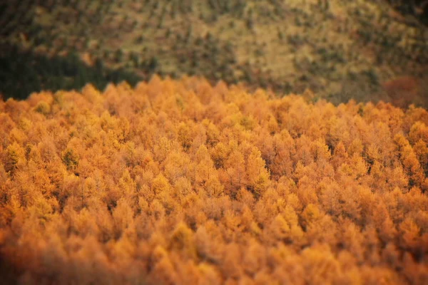 Вид Ліс Осінніх Кольорах — стокове фото
