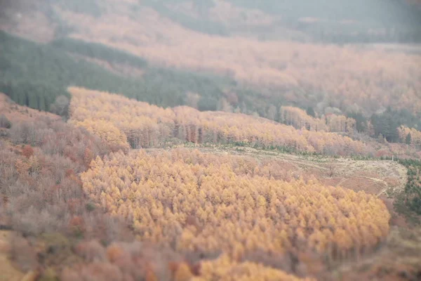 Vista Uma Floresta Cores Outono — Fotografia de Stock