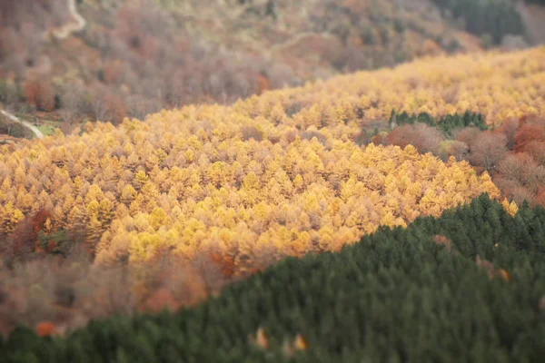 Uitzicht Een Bos Herfstkleuren — Stockfoto
