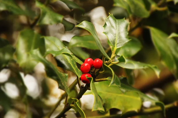 Uitzicht Een Bos Herfstkleuren — Stockfoto