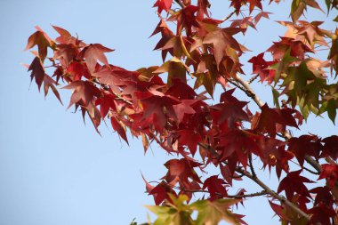 Sonbahar renklerinde bir orman manzarası
