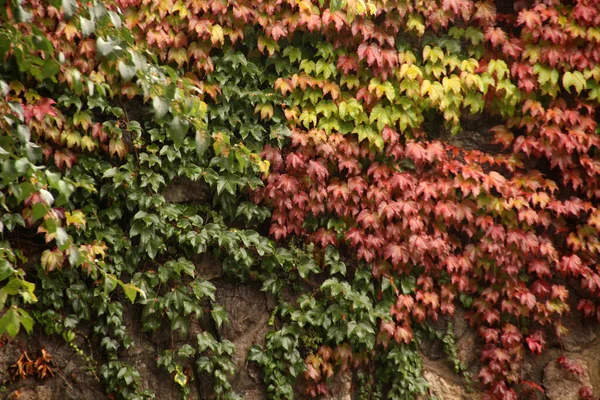 Vista Uma Floresta Cores Outono — Fotografia de Stock