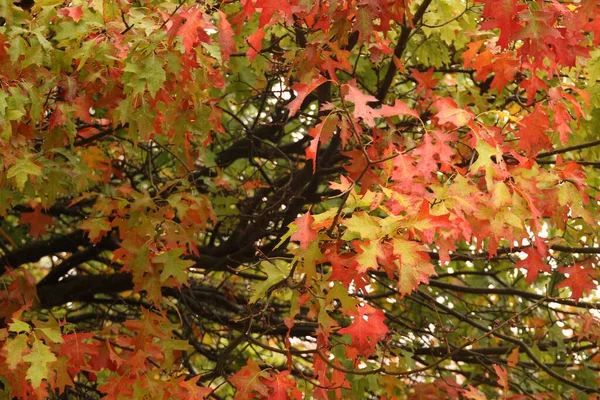 Άποψη Ενός Δάσους Φθινοπωρινά Χρώματα — Φωτογραφία Αρχείου
