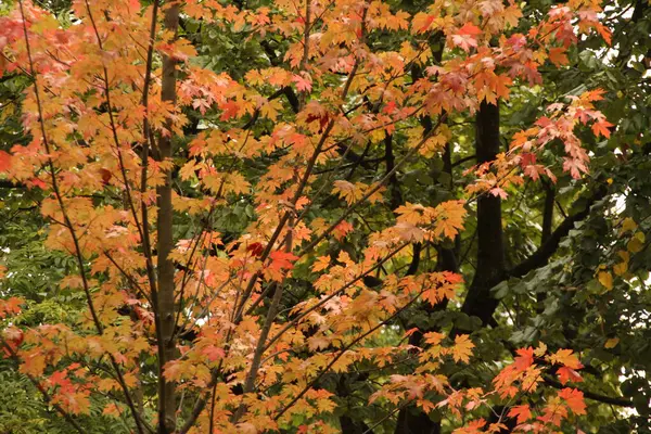 Blick Auf Einen Wald Herbstfarben — Stockfoto