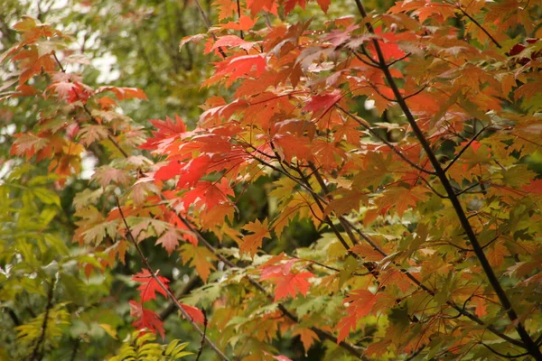 Vista Una Foresta Colori Autunnali — Foto Stock