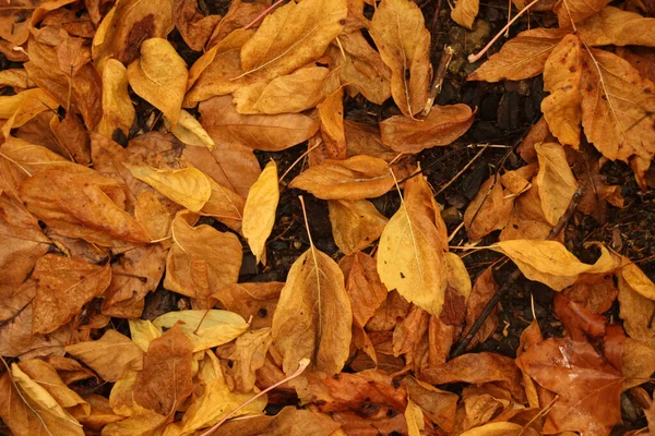 Uitzicht Een Bos Herfstkleuren — Stockfoto