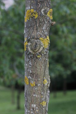 Kırsal kesimde bitki örtüsü