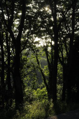 Kırsal kesimde bitki örtüsü