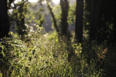 Kırsal kesimde bitki örtüsü