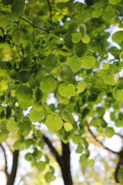 Kırsal kesimde bitki örtüsü