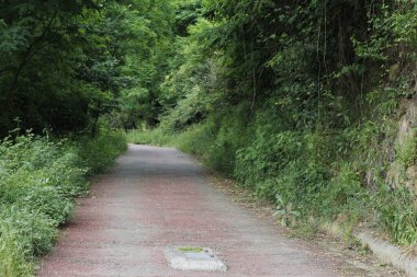 Kırsal kesimde bitki örtüsü